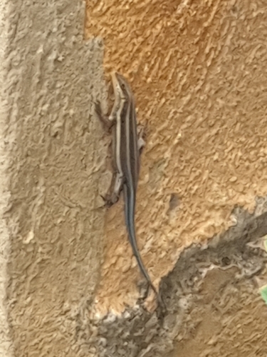 African Five-lined Skink