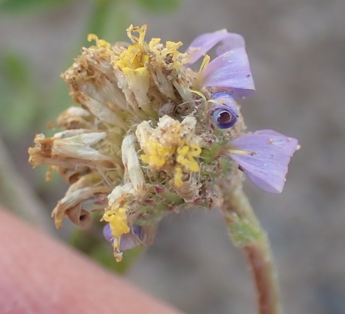 Timid Stella (Amellus strigosus)