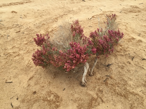 Atriplex mollis