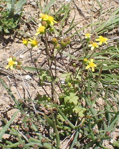 Cineraria saxifraga, photograph 3