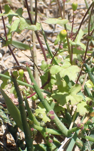 Cineraria saxifraga, photograph 2