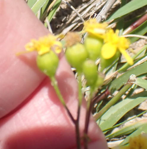 Wild Cineraria (Cineraria saxifraga)