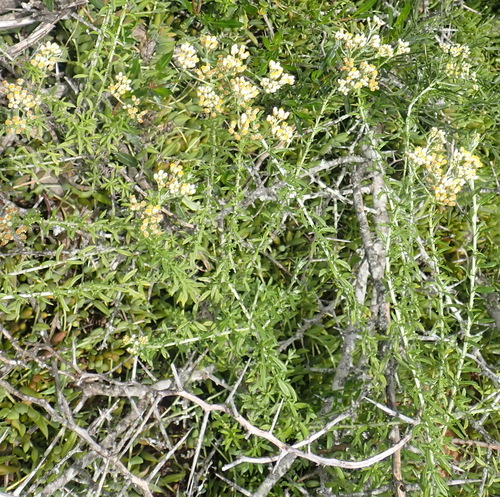 Image of Helichrysum rosum by (c) Nicola van Berkel, some rights reserved (CC BY-SA)