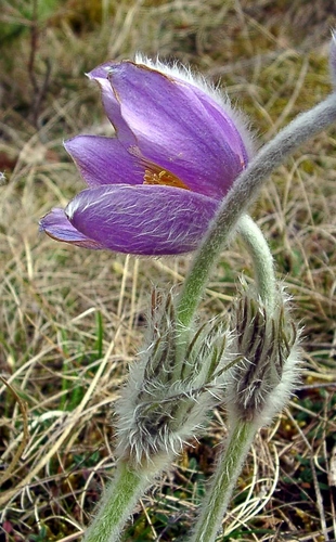 Pulsatilla vulgaris