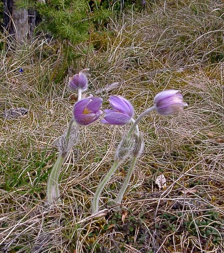 Pulsatilla vulgaris