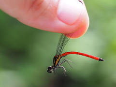 Rhinocypha pagenstecheri timorana