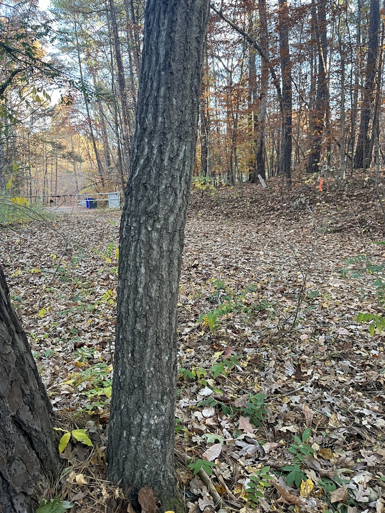 scarlet oak from Friends School Rd, Durham, NC, US on November 16, 2023