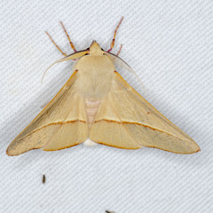 Oenochroma orthodesma