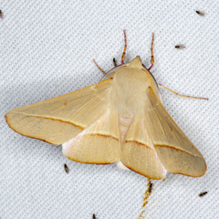 Oenochroma orthodesma
