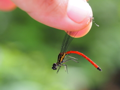 Rhinocypha pagenstecheri timorana