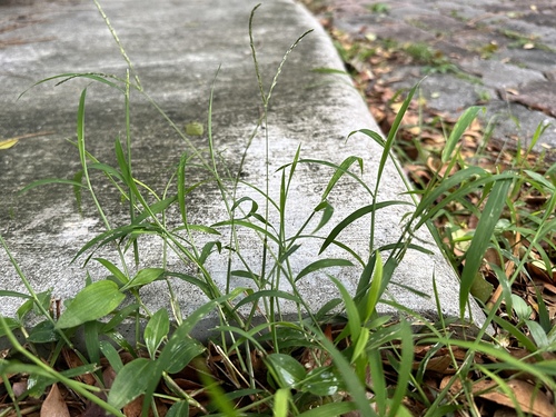 Image of Digitaria radicosa by (c) scallions, some rights reserved (CC BY)