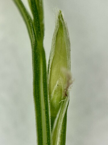 Image of Digitaria radicosa by (c) scallions, some rights reserved (CC BY)
