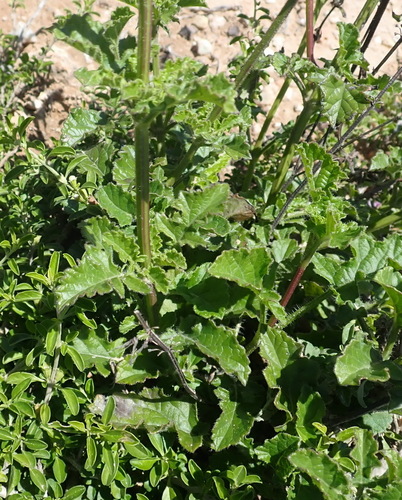 Image of Salvia obtusata by (c) Nicola van Berkel, some rights reserved (CC BY-SA)