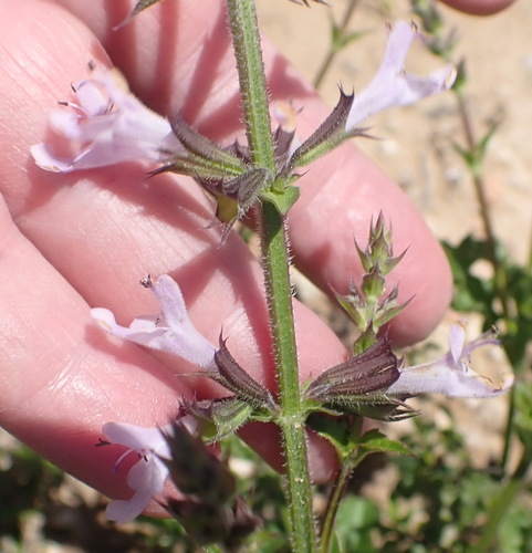 Image of Salvia obtusata by (c) Nicola van Berkel, some rights reserved (CC BY-SA)