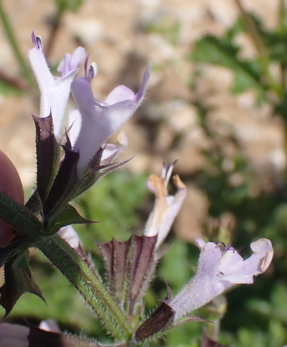 Image of Salvia obtusata by (c) Nicola van Berkel, some rights reserved (CC BY-SA)
