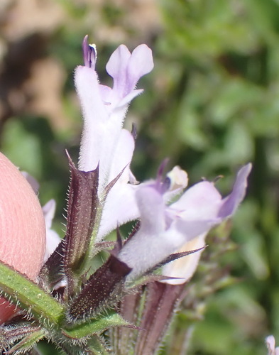 Image of Salvia obtusata by (c) Nicola van Berkel, some rights reserved (CC BY-SA)