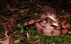 Siphlophis compressus