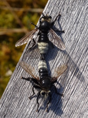 Laphria gibbosa