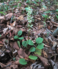 Pyrola dahurica