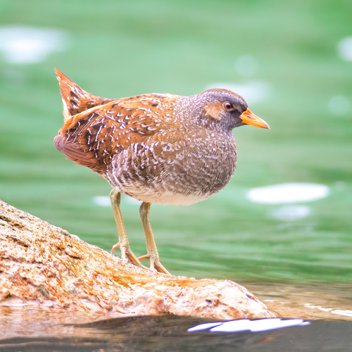 Spotted Crake (Porzana porzana)