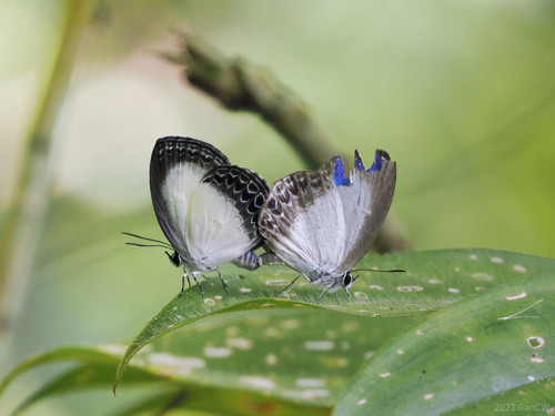 Epimastidia inops