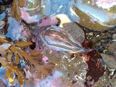 Diplocrepis puniceus