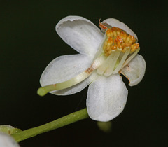 Pyrola dahurica