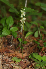 Pyrola dahurica
