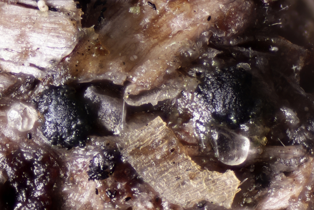 Delitschia patagonica