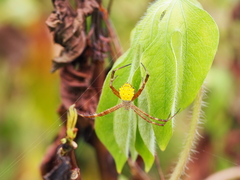 Argiope appensa