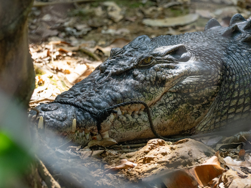 Saltwater Crocodile — seen at this dive site