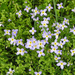 Thyme-leaved Bluet - Photo (c) Lindley Ashline, some rights reserved (CC BY-NC)