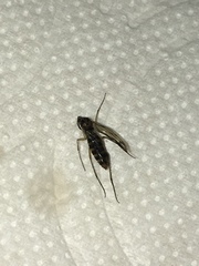 Diptera