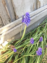 Muscari botryoides