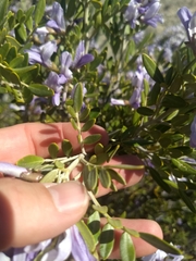 Dermatophyllum arizonicum