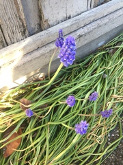 Muscari botryoides