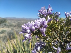 Dermatophyllum arizonicum
