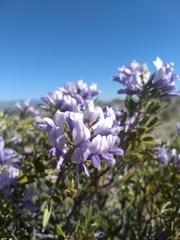 Dermatophyllum arizonicum