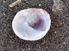 Sigapatella novaezelandiae