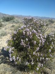 Dermatophyllum arizonicum