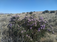 Dermatophyllum arizonicum