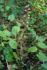 Pyrola asarifolia incarnata