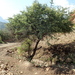 Acacia etbaica