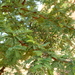 Acacia lahai