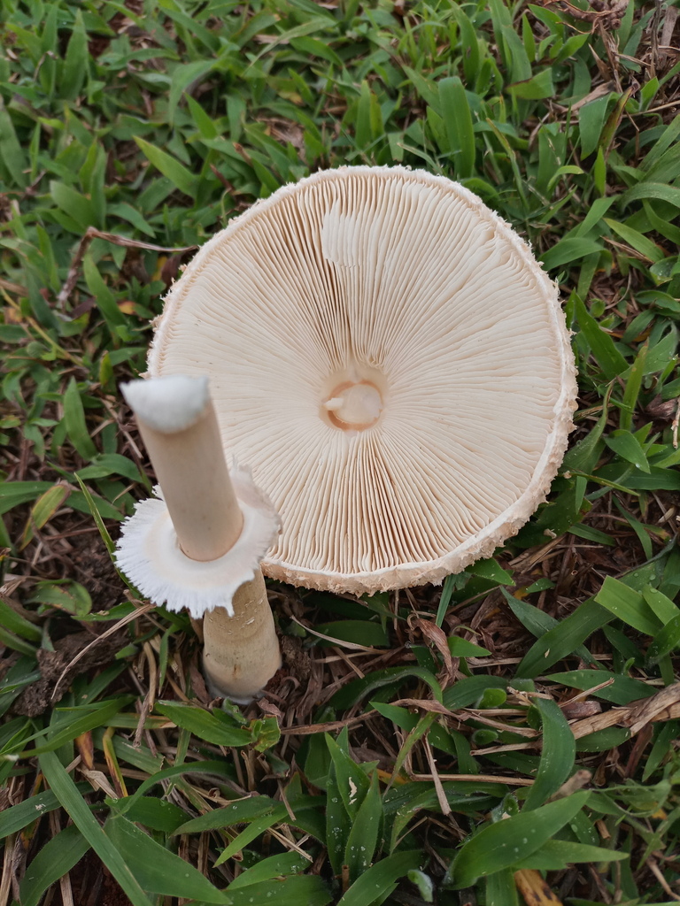Macrolepiota bonaerensis · June 2021 · photo: © ronyristow (iNaturalist, cc-by)