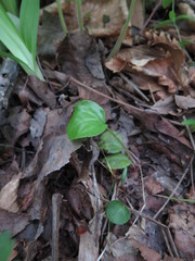 Pyrola asarifolia incarnata