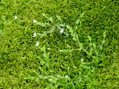 Stellaria crassifolia
