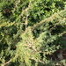 Acacia etbaica