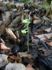 Pyrola japonica