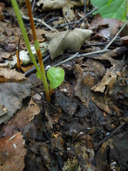 Pyrola japonica